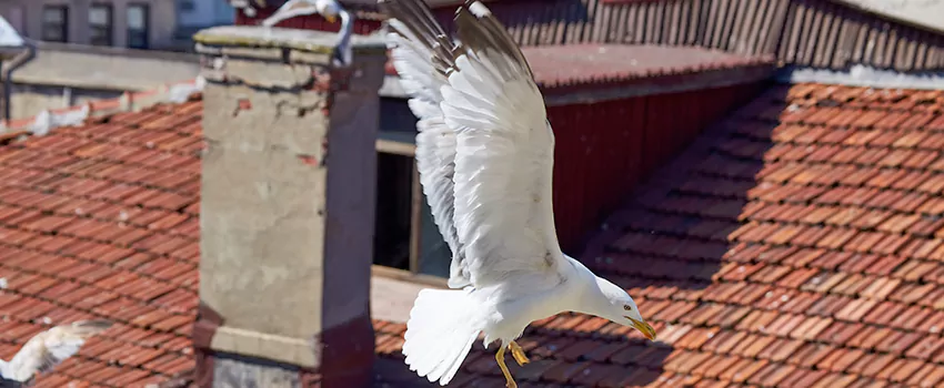 Residential Chimney Animal Removal Solution in Clayton, NC