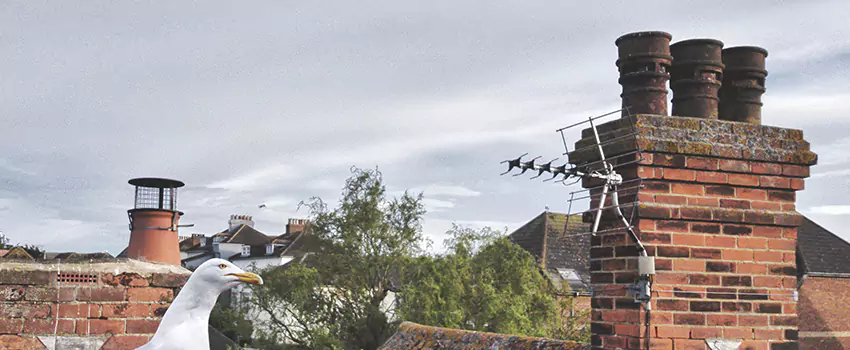 Chimney Cleaning And Restoration in Clayton, North Carolina
